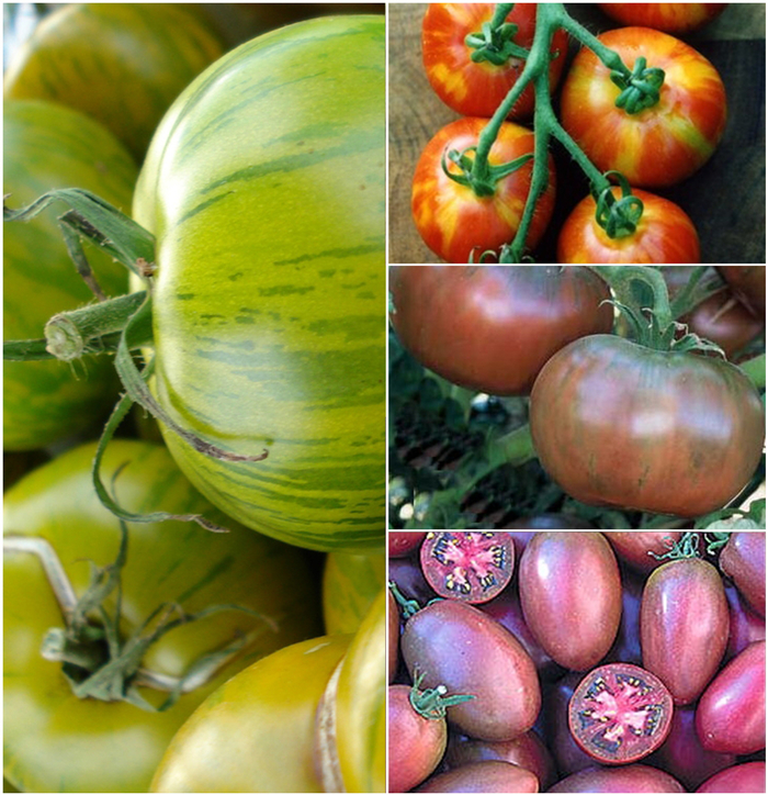 'Multiple Varieties' Tomato Heirloom - Lycopersicon esculentum from Milmont Greenhouses 'Multiple Varieties' Tomato Heirloom - Lycopersicon esculentum from Milmont Greenhouses