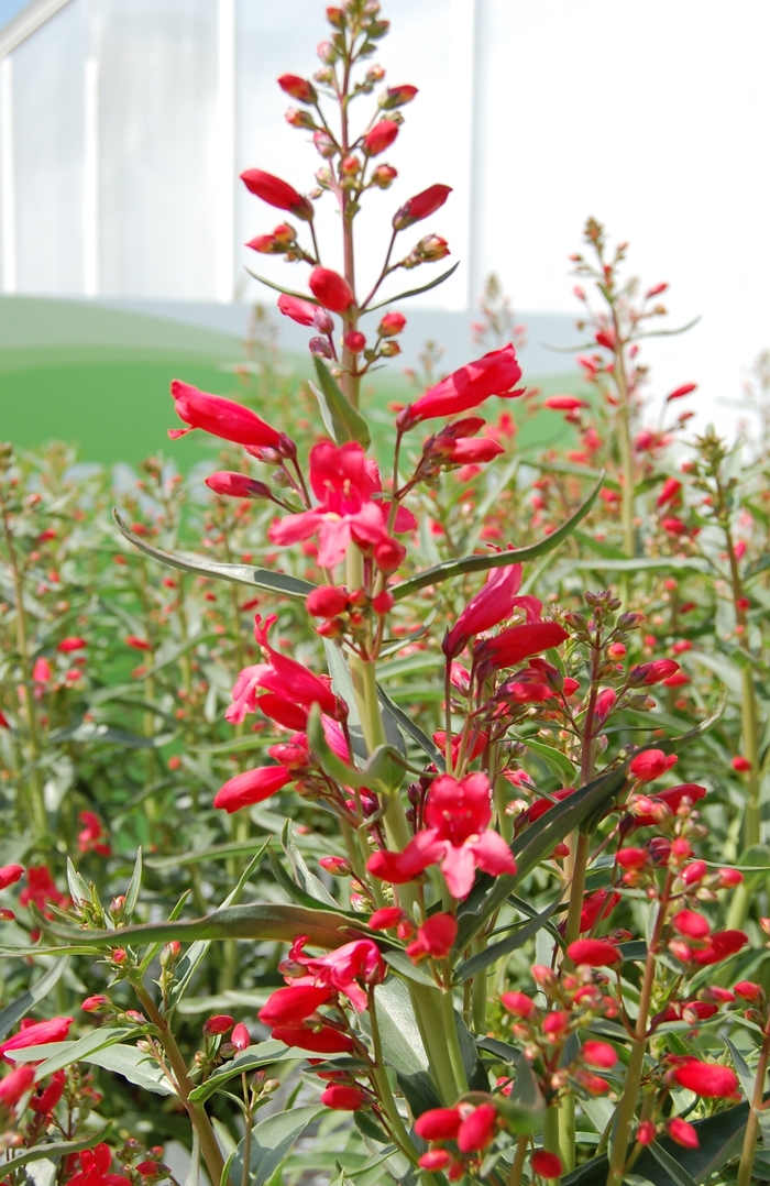 'Red Riding Hood' Beardtongue - Penstemon schmidel from Milmont Greenhouses