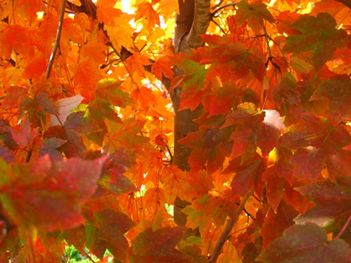 'October Glory' Red Maple - Acer rubrum from Milmont Greenhouses