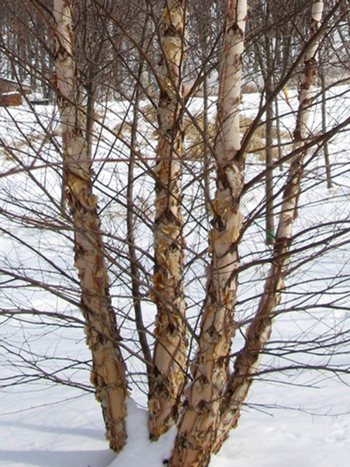 'Heritage®' River Birch - Betula nigra from Milmont Greenhouses 'Heritage®' River Birch - Betula nigra from Milmont Greenhouses