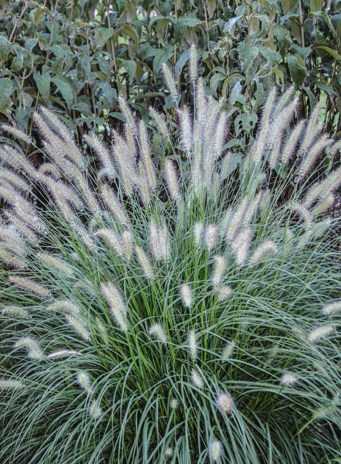 'Hameln' - Pennisetum alopecuroides (Dwarf Fountain Grass) from Milmont Greenhouses