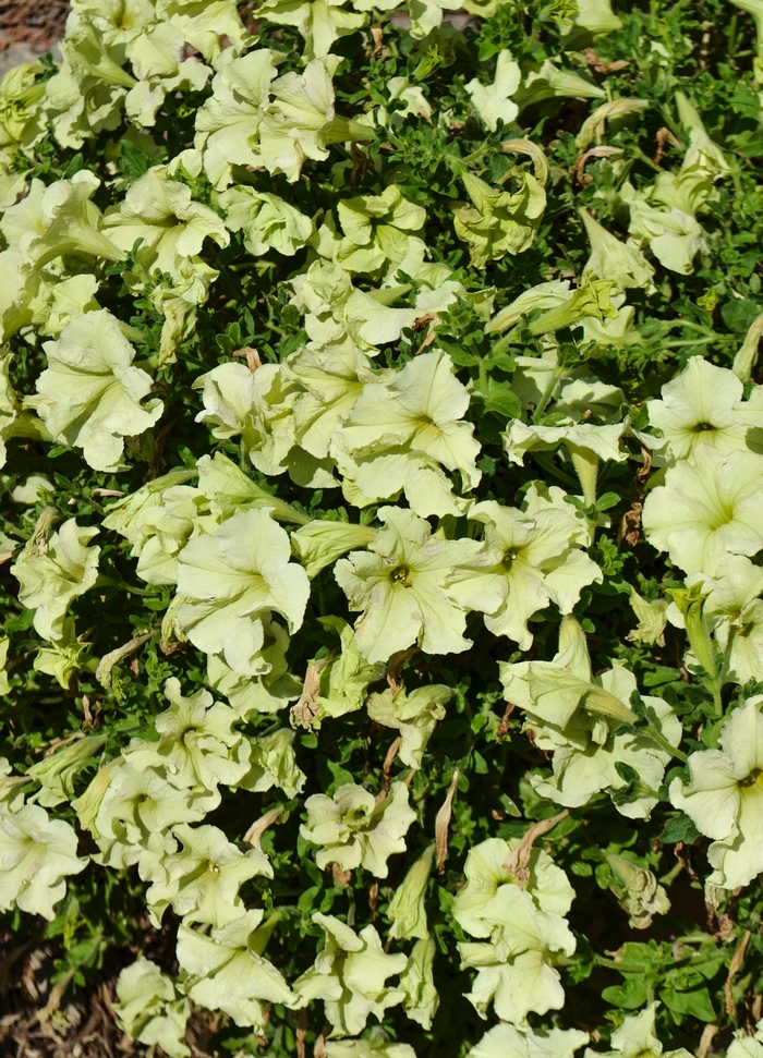 'Sophistica® Lime Green' - Petunia from Milmont Greenhouses