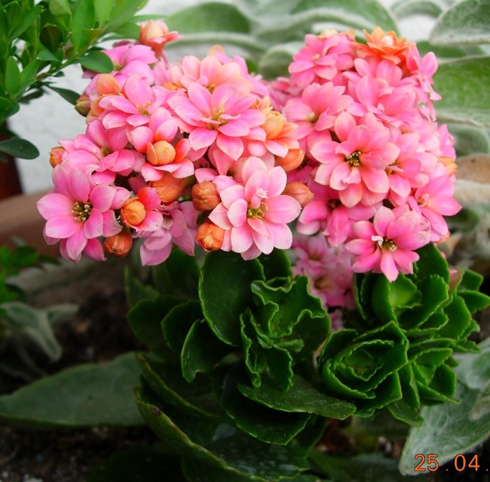 'Calandiva' - Kalanchoe blossfeldiana from Milmont Greenhouses 'Calandiva' - Kalanchoe blossfeldiana from Milmont Greenhouses