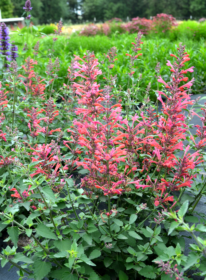 Kudos&trade; 'Coral' - Agastache (Hummingbird mint) from Milmont Greenhouses