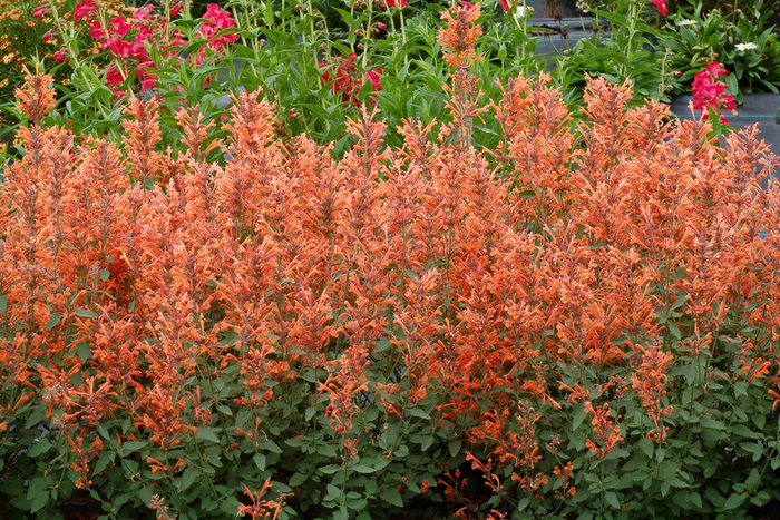 Kudos™ Mandarin - Agastache 'Mandarin' PP25381 (Hummingbird mint) from Milmont Greenhouses