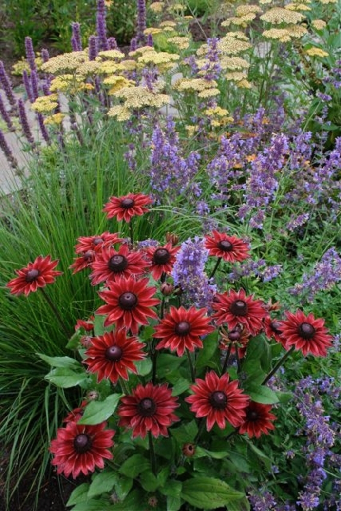 Cherry Brandy Gloriosa Daisy - Rudbeckia hirta 'Cherry Brandy' (Gloriosa Daisy) from Milmont Greenhouses
