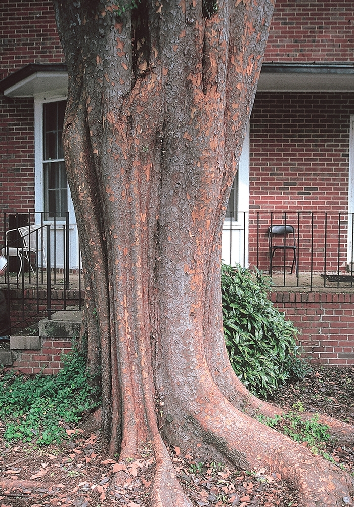 'Allee®' Chinese Elm - Ulmus parvifolia from Milmont Greenhouses