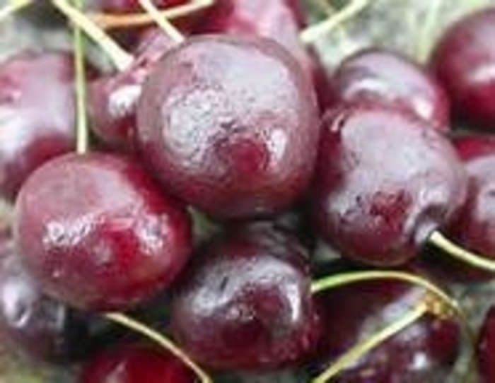 'Regina™' Sweet Cherry - Prunus avium from Milmont Greenhouses