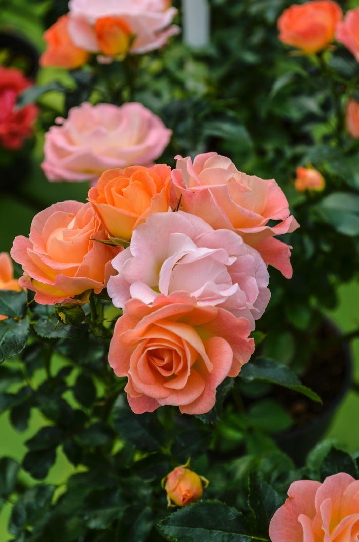 'Peach Drift&reg;' Rose - Rosa from Milmont Greenhouses
