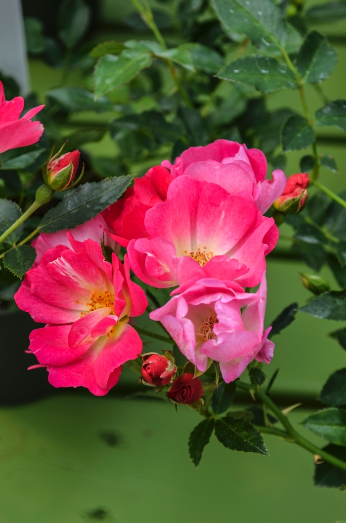 'Pink Drift&reg;' Rose - Rosa from Milmont Greenhouses