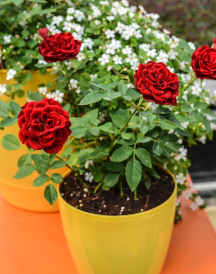 Sunblaze® Red - Rosa (Rose) from Milmont Greenhouses Sunblaze® Red - Rosa (Rose) from Milmont Greenhouses