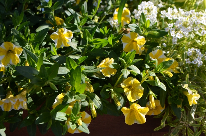 Superbells® 'Lemon Slice' - Calibrachoa from Milmont Greenhouses