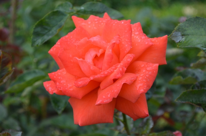 'Tropicana' Rose - Rosa from Milmont Greenhouses