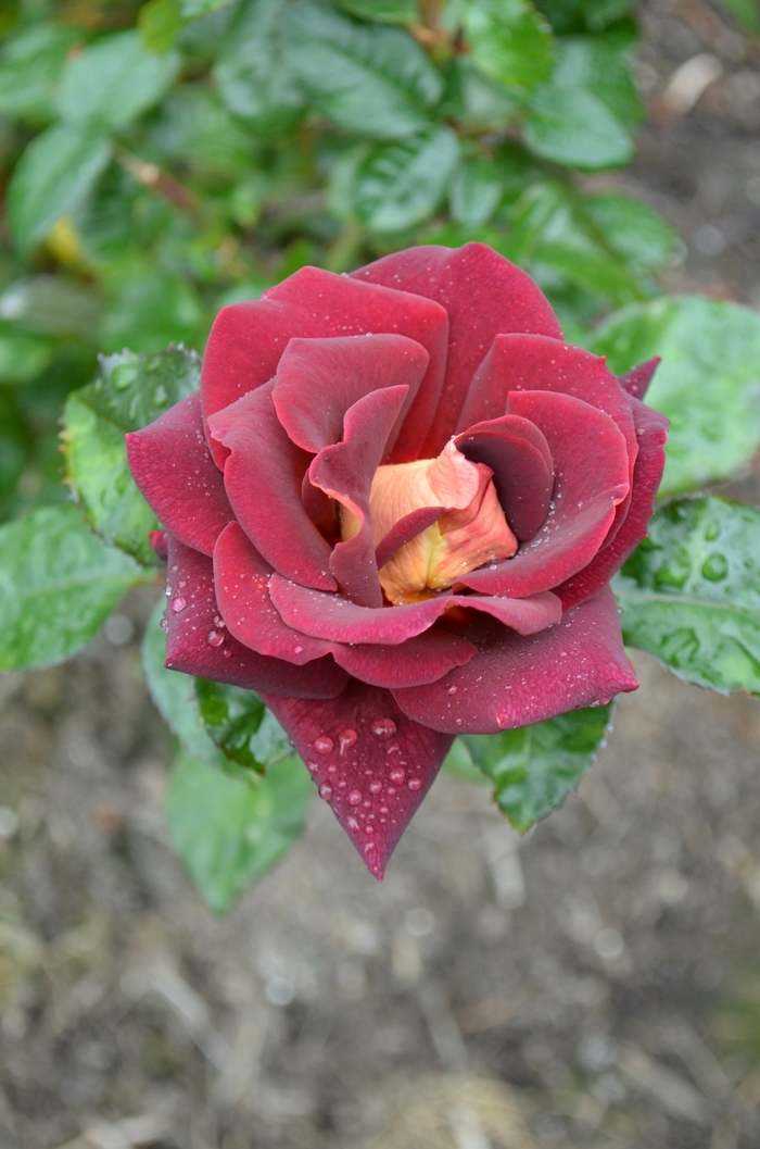 Rosa | 'Dark Night™' Rose | Milmont Greenhouses