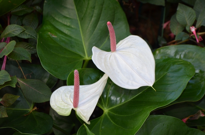 White Heart Flamingo Flower - Anthurium 'White Heart' (Flamingo Flower) from Milmont Greenhouses