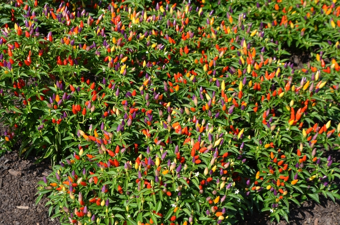 'Numex Twilight' Ornamental Pepper - Capsicum annuum from Milmont Greenhouses