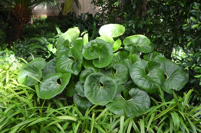 'Giganteum' Giant Leopard Plant - Farfugium japonicum from Milmont Greenhouses