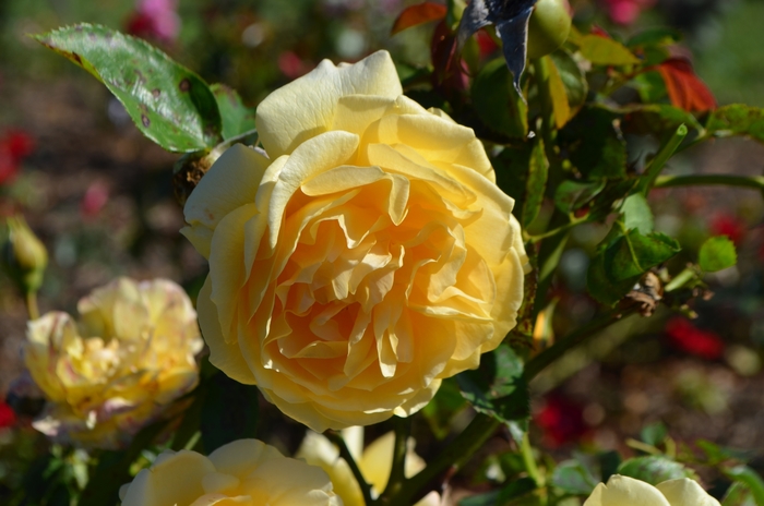 'Julia Child&trade;' Rose - Rosa from Milmont Greenhouses
