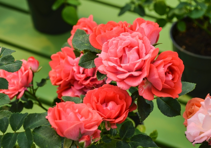 Coral Drift® Rose - Rosa 'Meidrifora' PP19148, CPBR 4871 (Rose) from Milmont Greenhouses