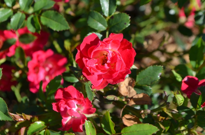 'Red Drift®' Rose - Rosa from Milmont Greenhouses 'Red Drift®' Rose - Rosa from Milmont Greenhouses