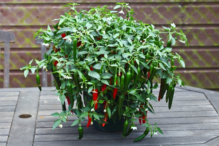 'Cayennetta' Chili Pepper - Capsicum annuum from Milmont Greenhouses