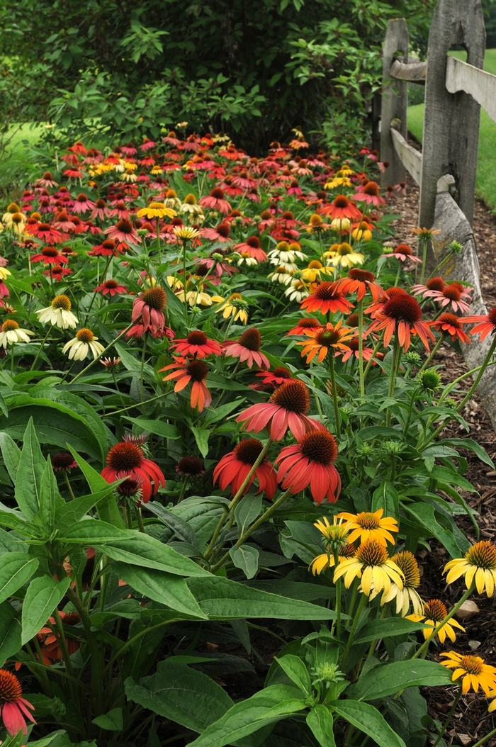 Cheyenne Spirit Coneflower - Echinacea 'Cheyenne Spirit' (Coneflower) from Milmont Greenhouses Cheyenne Spirit Coneflower - Echinacea 'Cheyenne Spirit' (Coneflower) from Milmont Greenhouses