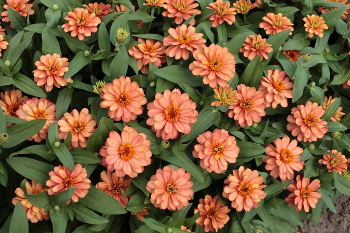 Profusion 'Double Deep Salmon' - Zinnia from Milmont Greenhouses
