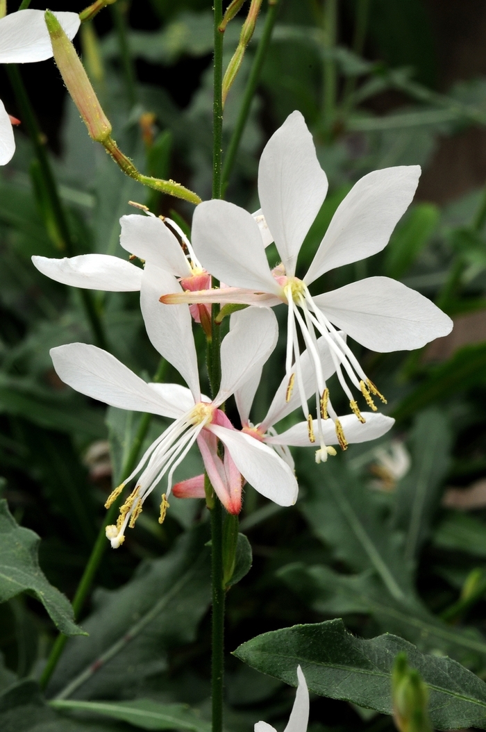 Sparkle White Gaura - Gaura lindheimeri 'Sparkle White' (Gaura) from Milmont Greenhouses