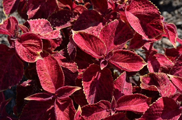 Wizard® 'Velvet Red' - coleus from Milmont Greenhouses