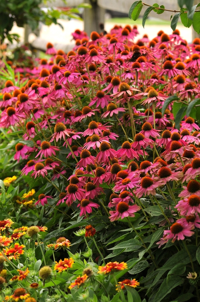 'PowWow Wild Berry' Coneflower - Echinacea purpurea from Milmont Greenhouses