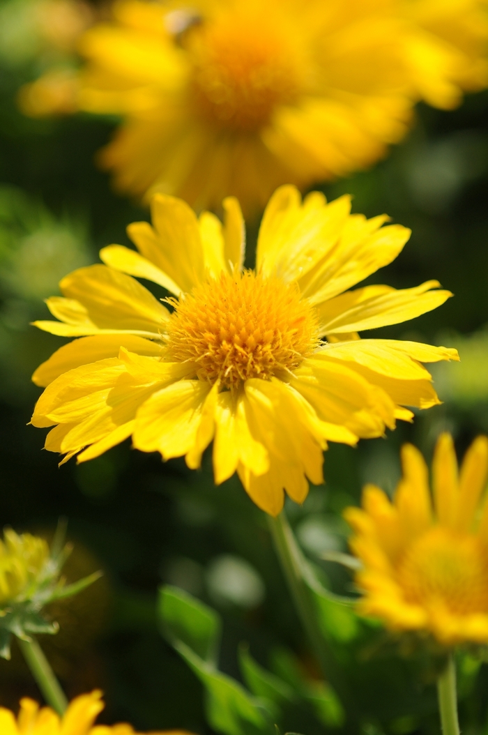Mesa&trade; Yellow - Gaillardia x grandiflora (Blanket flower) from Milmont Greenhouses