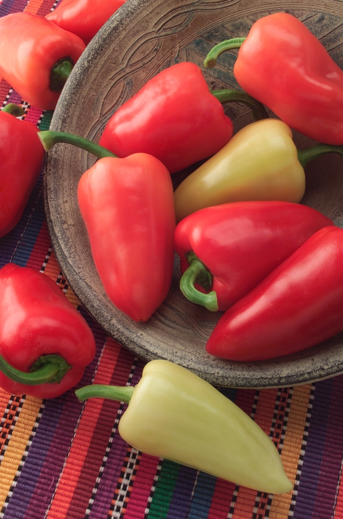 'Mariachi' Chile Pepper - Capsicum annuum from Milmont Greenhouses