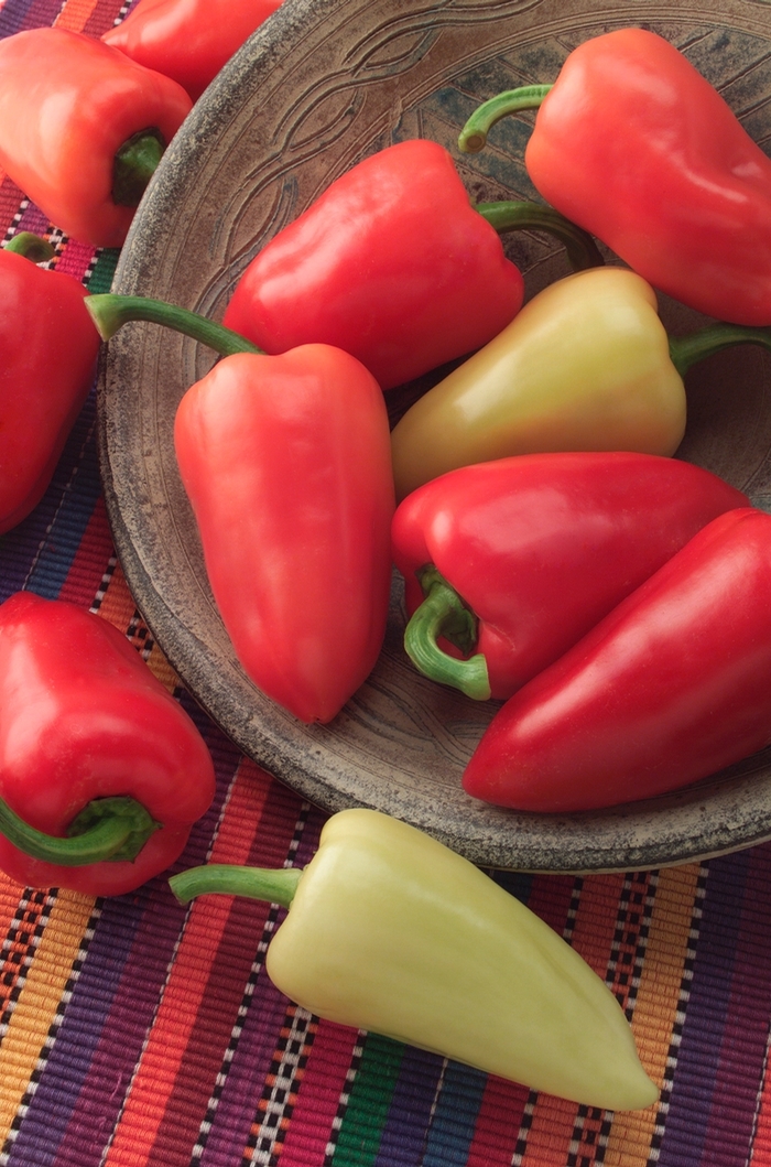 'Mariachi' Chile Pepper - Capsicum annuum from Milmont Greenhouses 'Mariachi' Chile Pepper - Capsicum annuum from Milmont Greenhouses