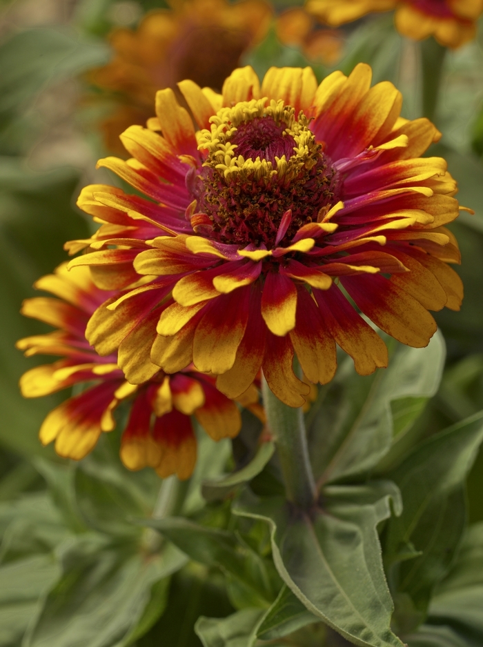 'Zowie! Yellow Flame' - Zinnia elegans from Milmont Greenhouses