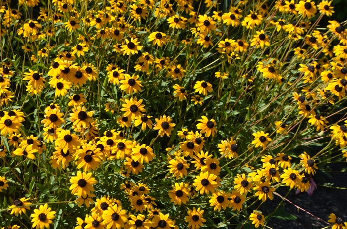 Black-eyed Susan - Rudbeckia fulgida var. fulgida from Milmont Greenhouses Black-eyed Susan - Rudbeckia fulgida var. fulgida from Milmont Greenhouses