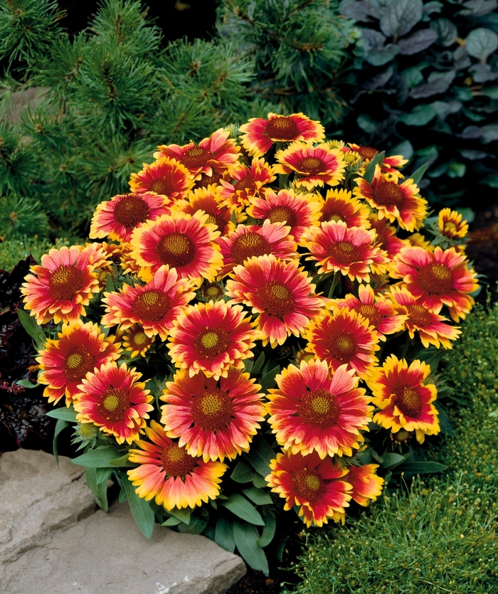 Arizona Sun Blanket Flower - Gaillardia 'Arizona Sun' (Blanket Flower) from Milmont Greenhouses Arizona Sun Blanket Flower - Gaillardia 'Arizona Sun' (Blanket Flower) from Milmont Greenhouses