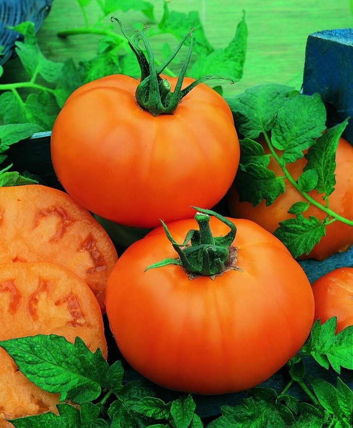 'Chef's Choice Orange' Tomato, beefsteak - Lycopersicon esculentum from Milmont Greenhouses 'Chef's Choice Orange' Tomato, beefsteak - Lycopersicon esculentum from Milmont Greenhouses