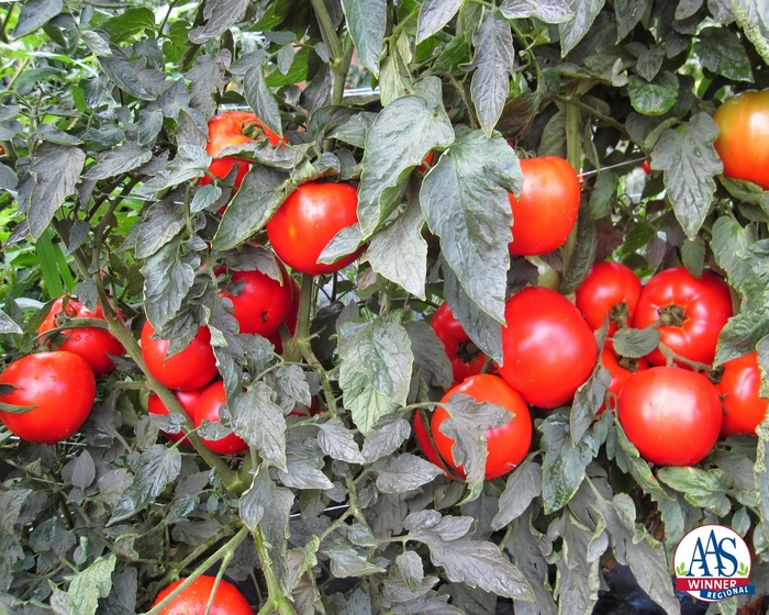 'Mountain Merit' Tomato - Lycopersicon esculentum from Milmont Greenhouses 'Mountain Merit' Tomato - Lycopersicon esculentum from Milmont Greenhouses