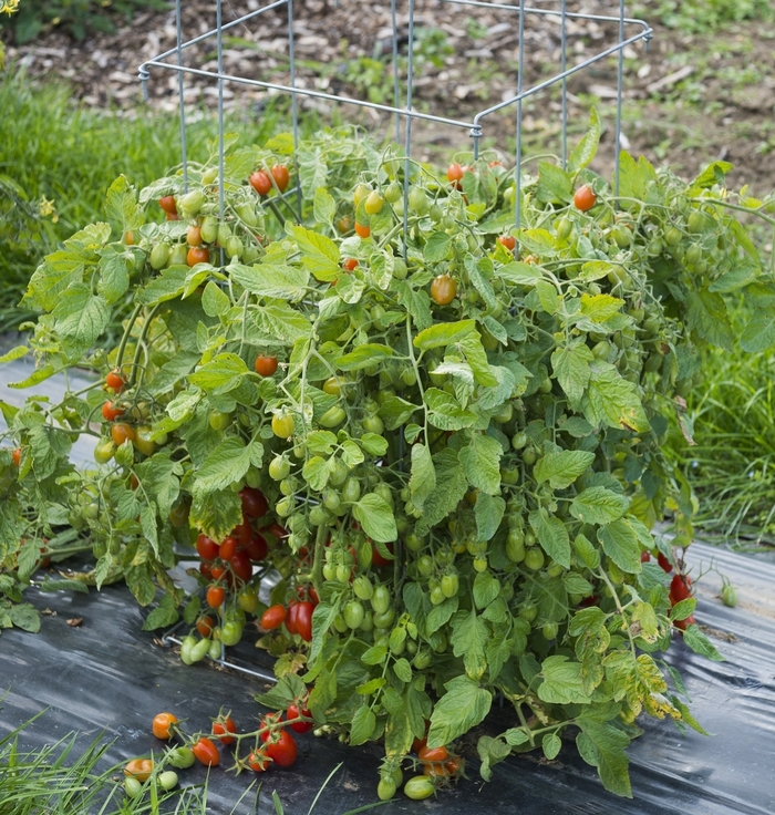 'Fantastico' Tomato, Grape - Lycopersicon esculentum from Milmont Greenhouses 'Fantastico' Tomato, Grape - Lycopersicon esculentum from Milmont Greenhouses