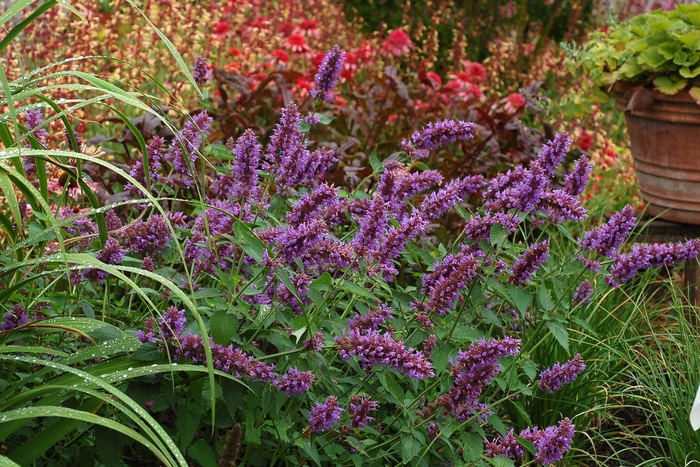 'Blue Boa' Hummingbird Mint - Agastache from Milmont Greenhouses