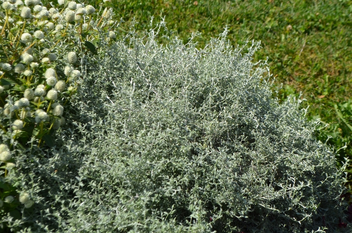 'Silver Star' Licorice Plant - Helichrysum petiolare from Milmont Greenhouses
