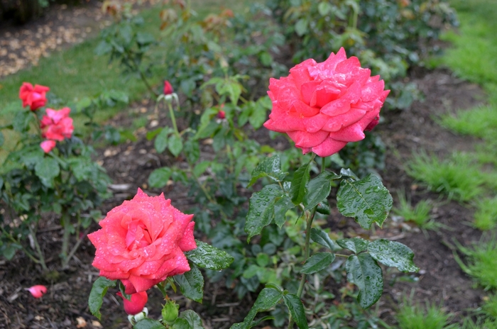 'Cinnamon Dolce™' Rose - Rosa from Milmont Greenhouses 'Cinnamon Dolce™' Rose - Rosa from Milmont Greenhouses