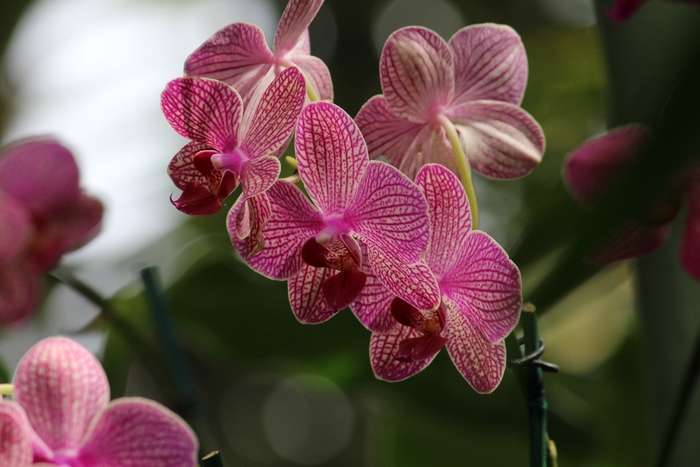 Dancing Lady Orchid - Oncidium from Milmont Greenhouses