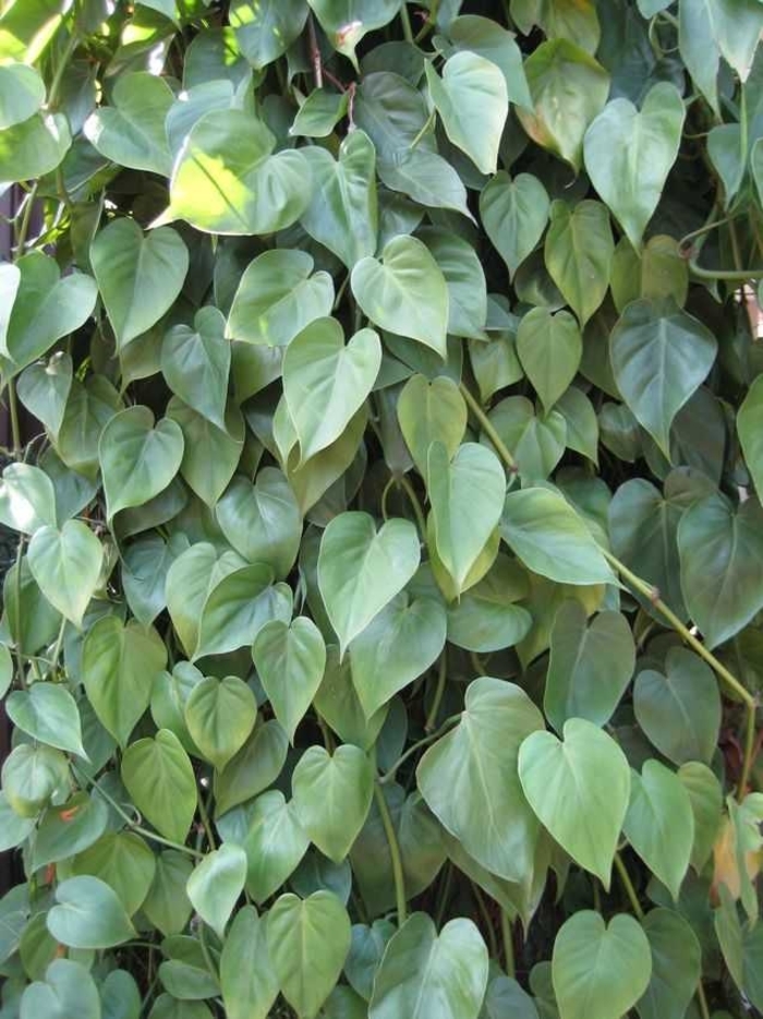 Philodendron - Philodendron cordatum (Philodendron) from Milmont Greenhouses Philodendron - Philodendron cordatum (Philodendron) from Milmont Greenhouses