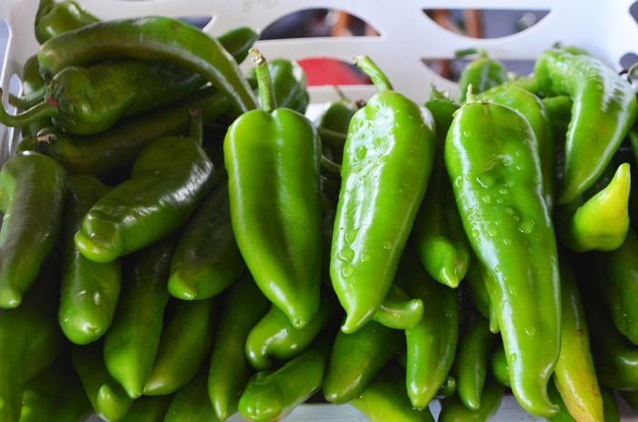 'Anaheim' Chili Pepper - Capsicum annuum from Milmont Greenhouses 'Anaheim' Chili Pepper - Capsicum annuum from Milmont Greenhouses