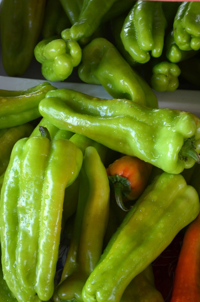 'Cubanelle' Pepper - Capsicum annuum from Milmont Greenhouses