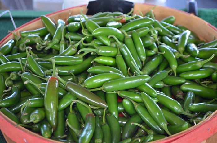 'Serrano' Chile Pepper - Capsicum annuum from Milmont Greenhouses