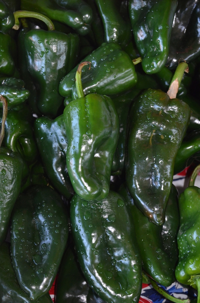 'Poblano' Chile Pepper - Capsicum annuum from Milmont Greenhouses