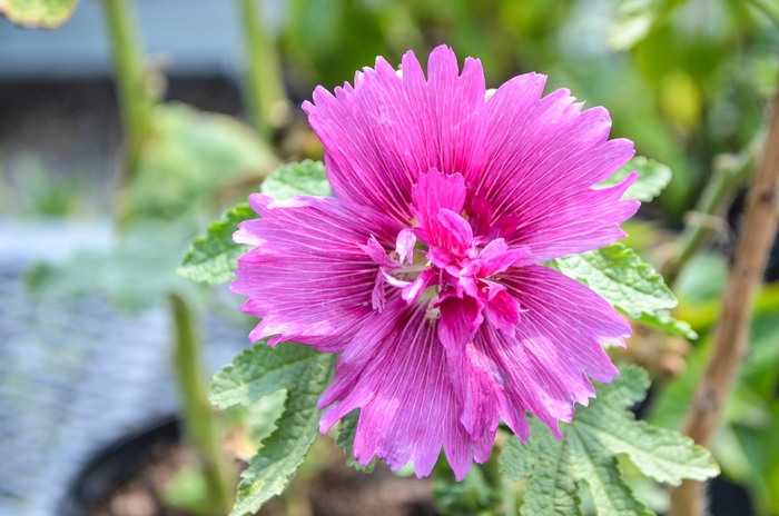 Queeny Purple Hollyhock - Alcea rosea 'Queeny Purple' (Hollyhock) from Milmont Greenhouses
