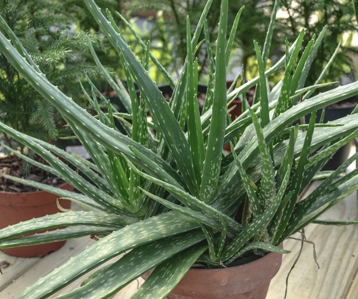 Aloe vera - Aloe barbadensis (Aloe vera) from Milmont Greenhouses Aloe vera - Aloe barbadensis (Aloe vera) from Milmont Greenhouses